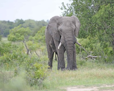 Elephant, African, Bull, in Musk-123112-Kruger National Park, South Africa-#0267.jpg