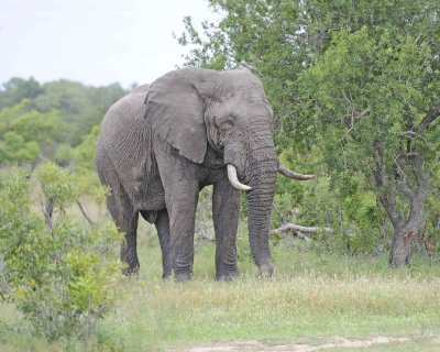 Elephant, African, Bull, in Musk-123112-Kruger National Park, South Africa-#0288.jpg