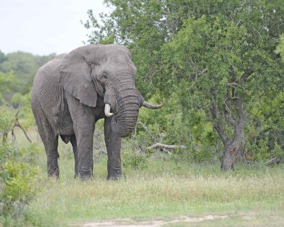 Elephant, African, Bull, in Musk-123112-Kruger National Park, South Africa-#0301.jpg