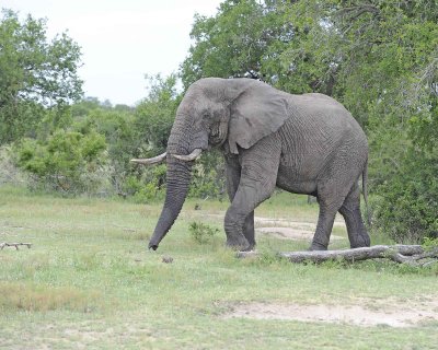 Elephant, African, Bull, in Musk-123112-Kruger National Park, South Africa-#0448.jpg