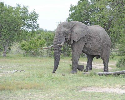 Elephant, African, Bull, in Musk-123112-Kruger National Park, South Africa-#0450.jpg