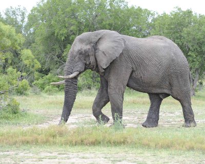 Elephant, African, Bull, in Musk-123112-Kruger National Park, South Africa-#0480.jpg