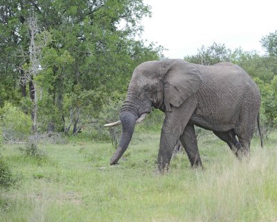 Elephant, African, Bull, in Musk-123112-Kruger National Park, South Africa-#0485.jpg