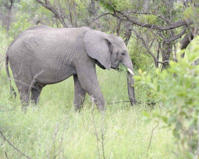 Elephant, African, Juvenile-123112-Kruger National Park, South Africa-#0638.jpg