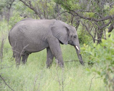 Elephant, African, Juvenile-123112-Kruger National Park, South Africa-#0644.jpg