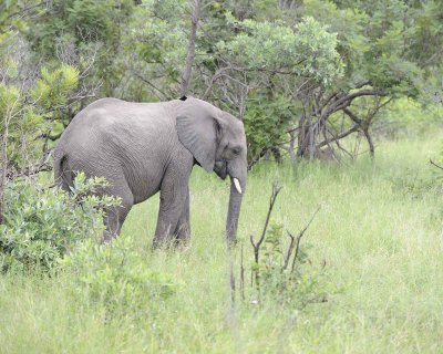 Elephant, African, Juvenile-123112-Kruger National Park, South Africa-#0682.jpg