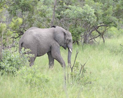 Elephant, African, Juvenile-123112-Kruger National Park, South Africa-#0685.jpg