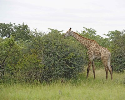 Giraffe,  South African-123112-Kruger National Park, South Africa-#0778.jpg