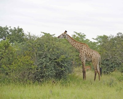 Giraffe, South African-123112-Kruger National Park, South Africa-#0776.jpg