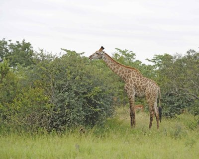 Giraffe, South African-123112-Kruger National Park, South Africa-#0777.jpg