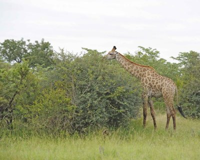 Giraffe, South African-123112-Kruger National Park, South Africa-#0796.jpg