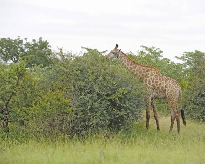 Giraffe, South African-123112-Kruger National Park, South Africa-#0803.jpg