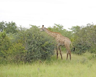 Giraffe, South African-123112-Kruger National Park, South Africa-#0818.jpg
