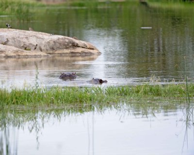 Hippopotamus-123112-Kruger National Park, South Africa-#1310.jpg