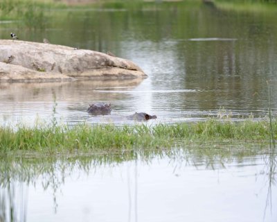 Hippopotamus-123112-Kruger National Park, South Africa-#1313.jpg