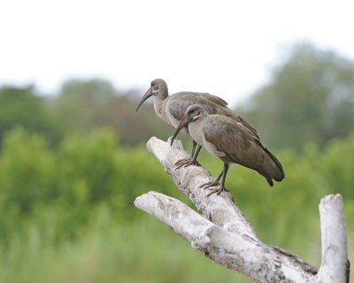 Ibis, HaDeDa-123112-Kruger National Park, South Africa-#2307.jpg