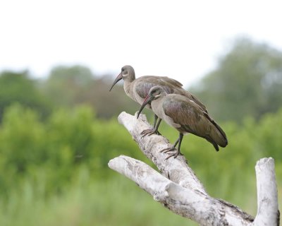 Ibis, HaDeDa-123112-Kruger National Park, South Africa-#2309.jpg