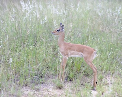 Impala, Fawn-123112-Kruger National Park, South Africa-#0009.jpg