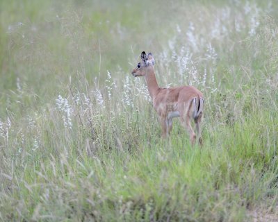 Impala, Fawn-123112-Kruger National Park, South Africa-#0028.jpg