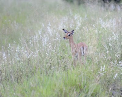 Impala, Fawn-123112-Kruger National Park, South Africa-#0044.jpg