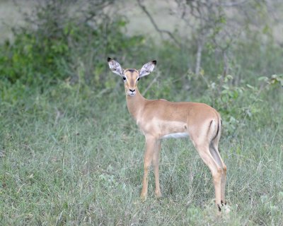 Impala, Fawn-123112-Kruger National Park, South Africa-#2076.jpg