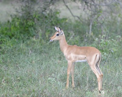 Impala, Fawn-123112-Kruger National Park, South Africa-#2093.jpg
