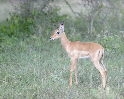 Impala, Fawn-123112-Kruger National Park, South Africa-#2134.jpg