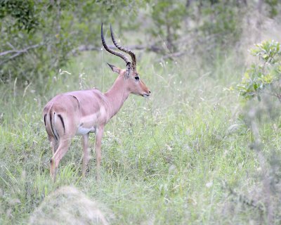 Impala, Ram-123112-Kruger National Park, South Africa-#0550.jpg