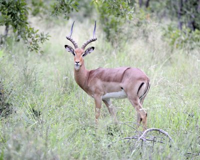 Impala, Ram-123112-Kruger National Park, South Africa-#0562.jpg