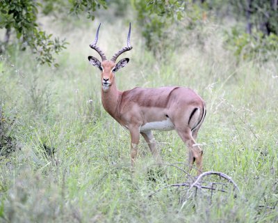 Impala, Ram-123112-Kruger National Park, South Africa-#0569.jpg