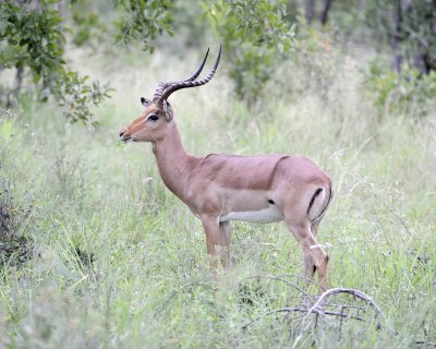 Impala, Ram-123112-Kruger National Park, South Africa-#0582.jpg