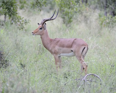 Impala, Ram-123112-Kruger National Park, South Africa-#0590.jpg