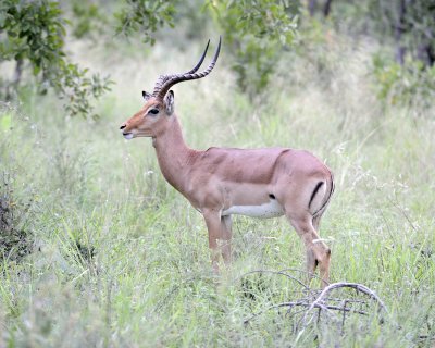 Impala, Ram-123112-Kruger National Park, South Africa-#0595.jpg