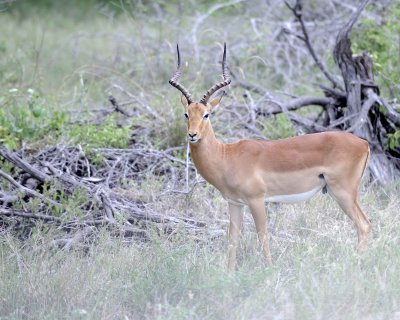 Impala, Ram-123112-Kruger National Park, South Africa-#2148.jpg