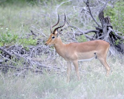 Impala, Ram-123112-Kruger National Park, South Africa-#2151.jpg