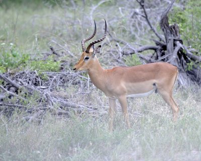 Impala, Ram-123112-Kruger National Park, South Africa-#2152.jpg