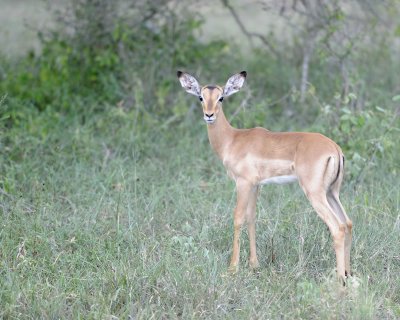 Impala-123112-Kruger National Park, South Africa-#2108.jpg