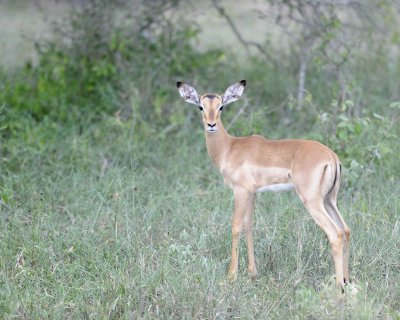Impala-123112-Kruger National Park, South Africa-#2125.jpg