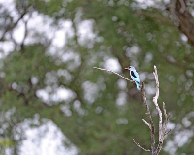 Gallery of Woodland Kingfisher