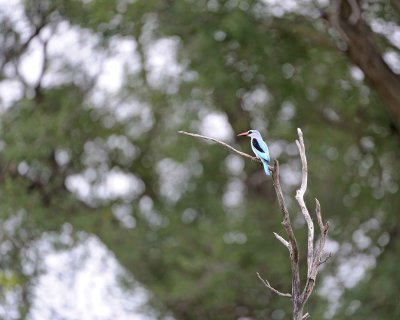 Kingfisher, Woodland-123112-Kruger National Park, South Africa-#2345.jpg