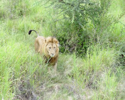 Lion, Male-123112-Kruger National Park, South Africa-#0926.jpg