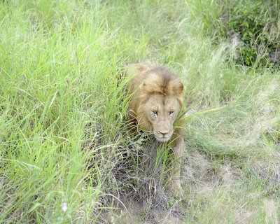 Lion, Male-123112-Kruger National Park, South Africa-#0941.jpg