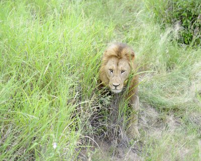 Lion, Male-123112-Kruger National Park, South Africa-#0943.jpg
