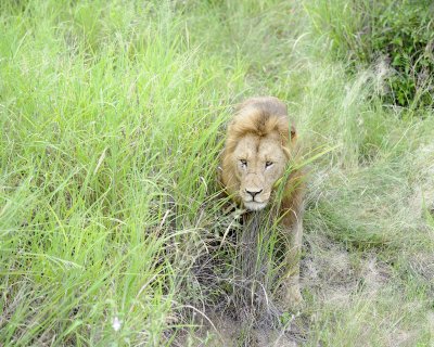 Lion, Male-123112-Kruger National Park, South Africa-#0958.jpg