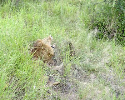 Lion, Male-123112-Kruger National Park, South Africa-#0983.jpg