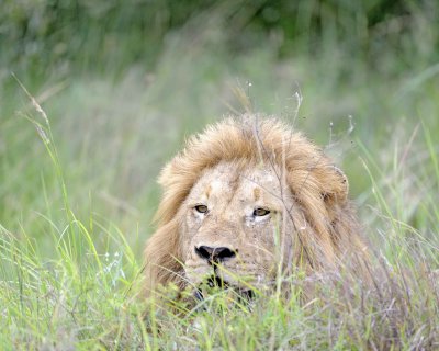 Lion, Male-123112-Kruger National Park, South Africa-#1666.jpg