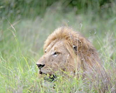 Lion, Male-123112-Kruger National Park, South Africa-#1667.jpg