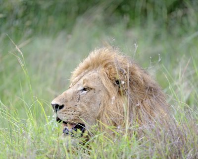 Lion, Male-123112-Kruger National Park, South Africa-#1674.jpg