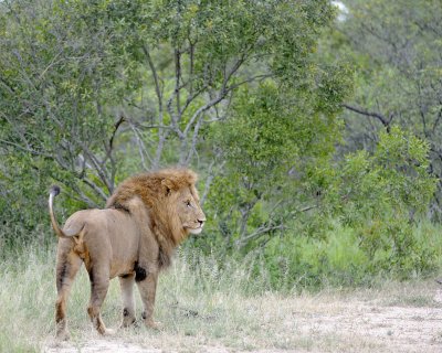 Lion, Male-123112-Kruger National Park, South Africa-#1697.jpg