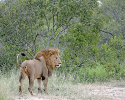 Lion, Male-123112-Kruger National Park, South Africa-#1698.jpg